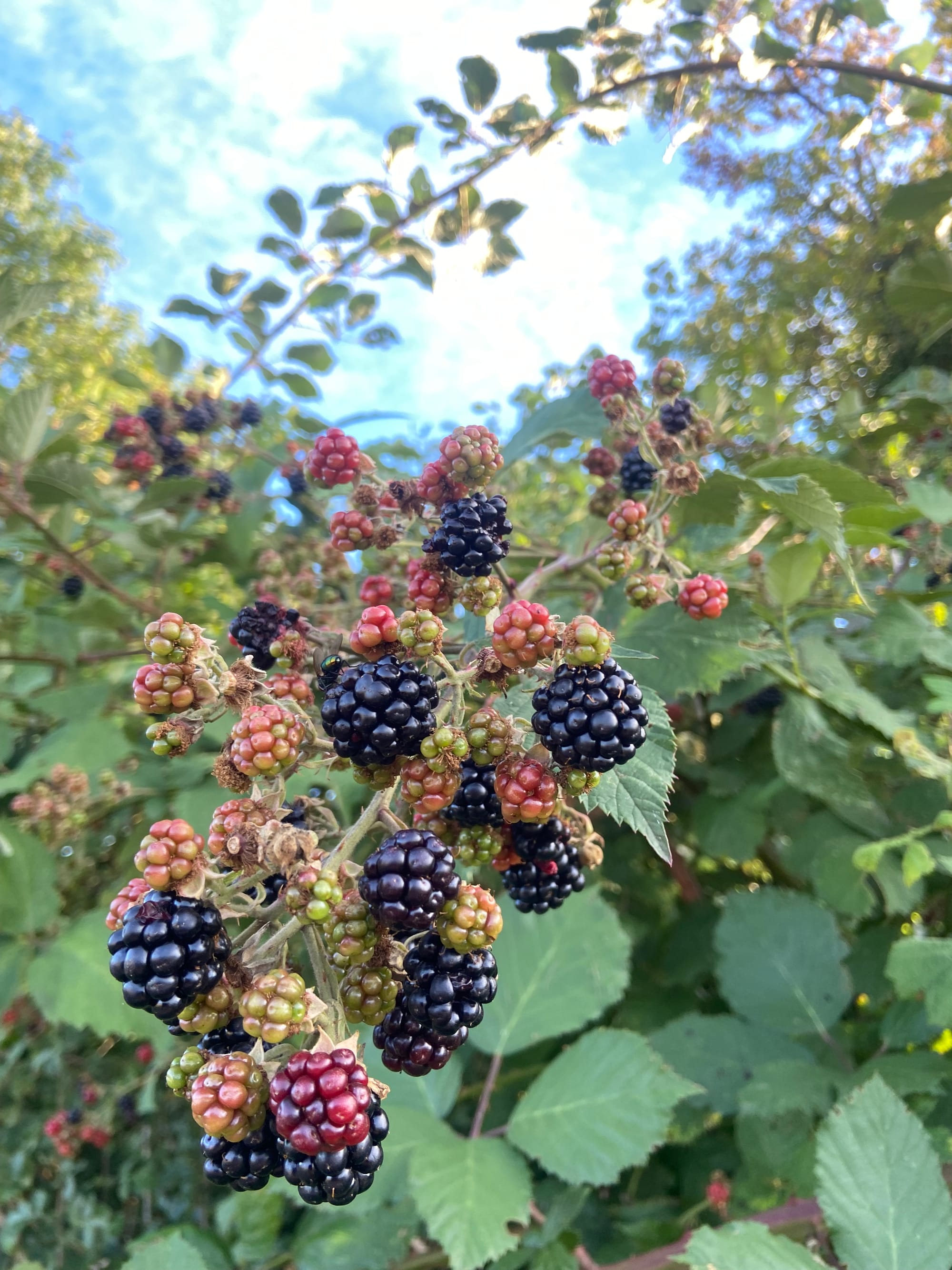 Cowper’s Cut 388: Truce Social, Milburn opines and medical grumbles