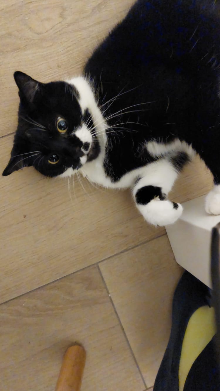 Cowper’s Cut 405: What’s the difference between Wes Streeting and Matt Hancock?