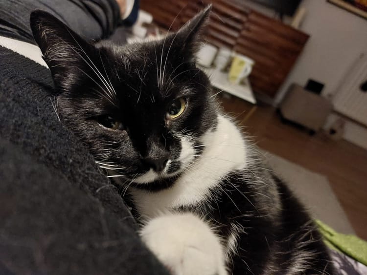 Cowper’s Cut 412: Letting down the Treasury Munchkins is a niche move