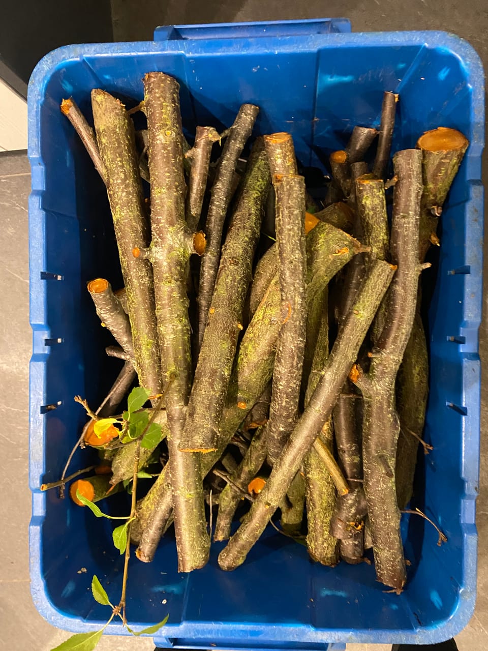 Cowper’s Cut 402: Can’t they both lose?