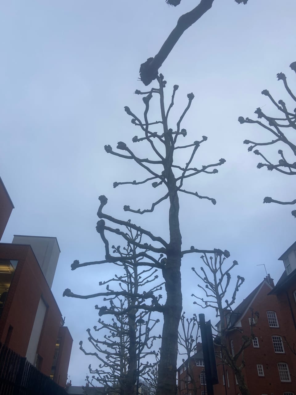 Cowper’s Cut 416: Greige Expectations and Stuck Record Syndrome