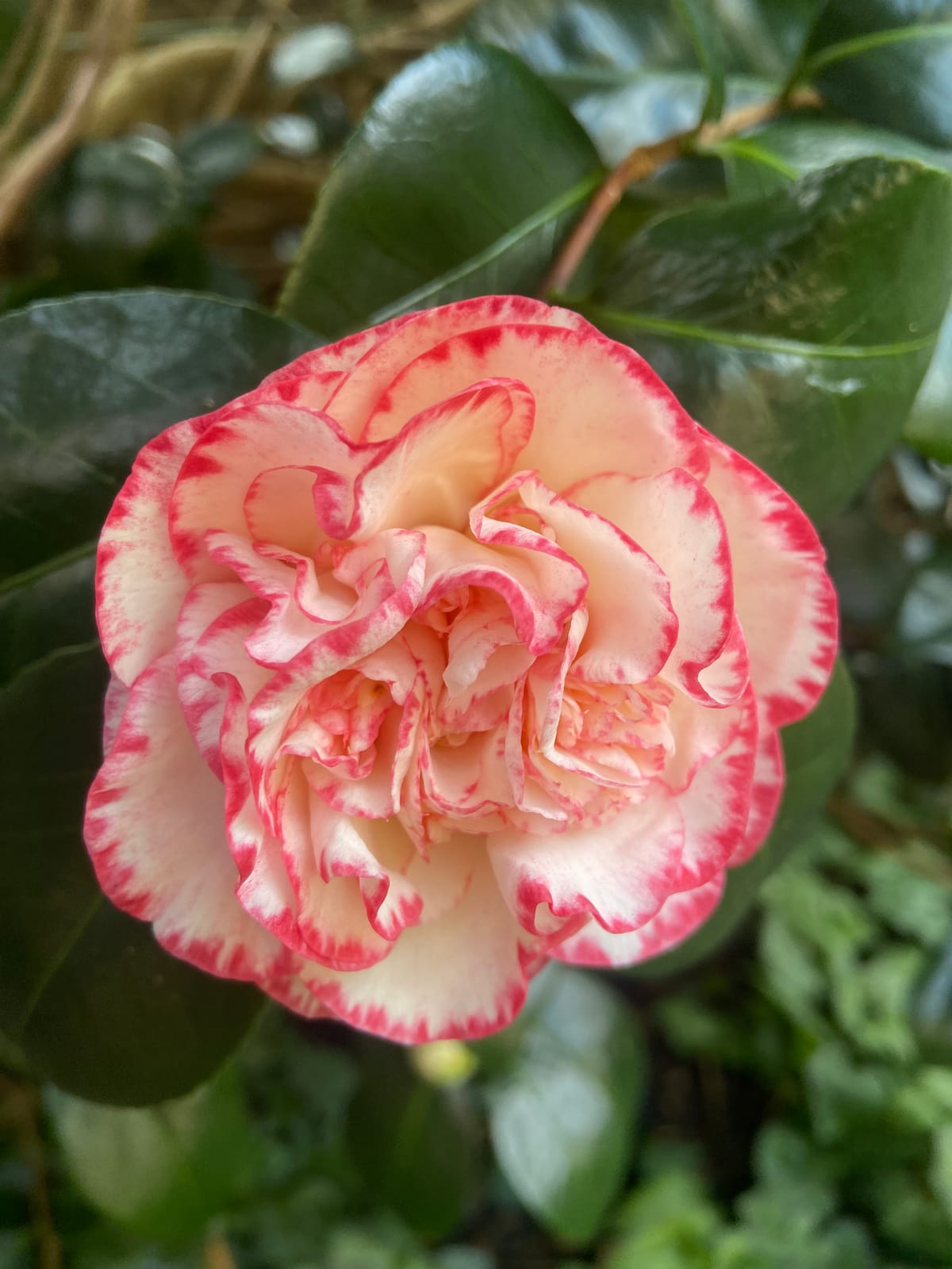 Cowper’s Cut 395: The first virtual NHS redisorganisation is going so well